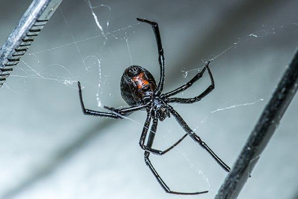 black widow spider crawling in a basement