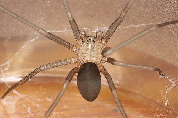 a brown reclue spider in a home on a web