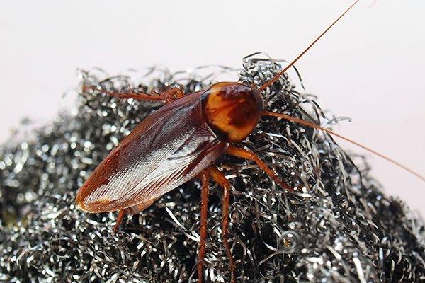 a cockroach crawling on steel wool