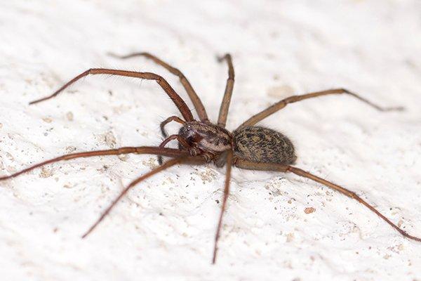 a house spider crawling on the ground
