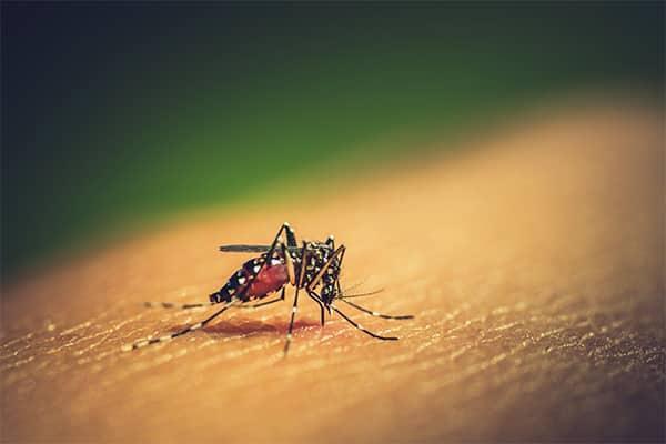 a mosquito on costa mesa porch