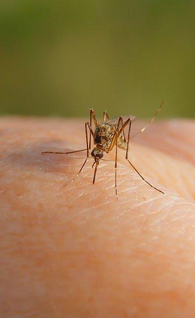 a mosquito biting a person