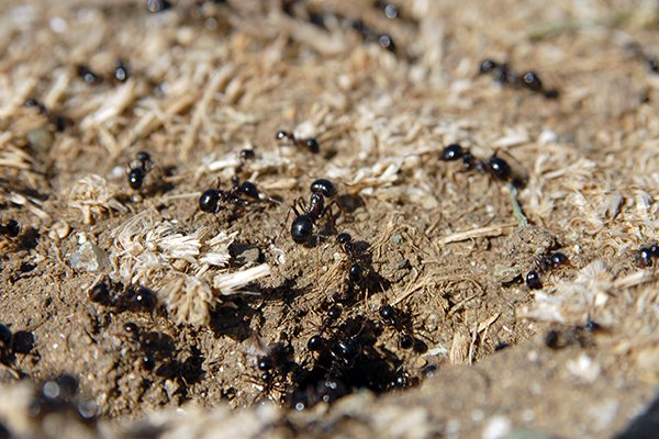 ants on the ground near hole