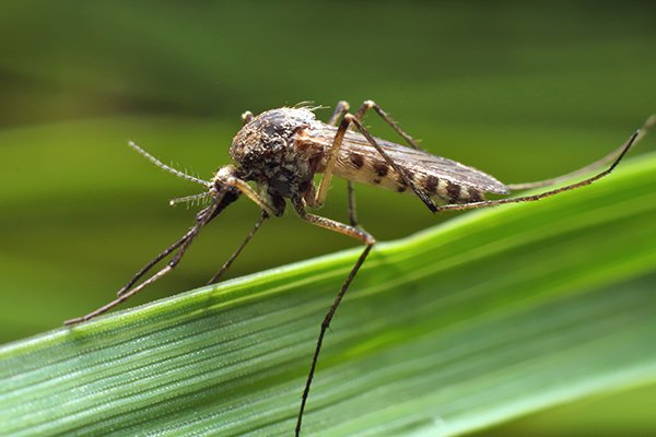 a mosquito on a leaf