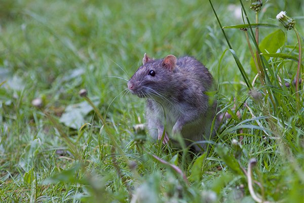 a norway rat sitting in the grass