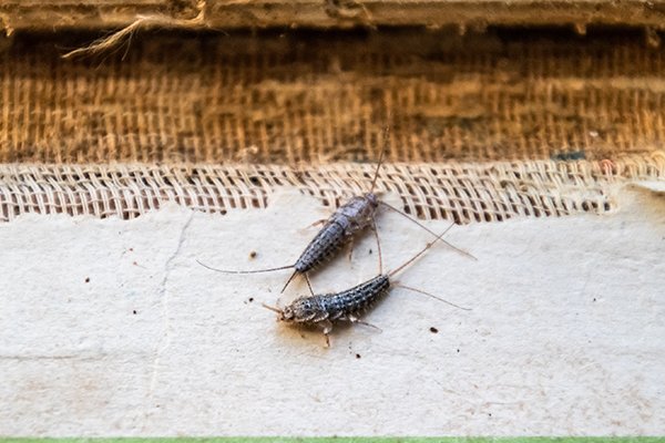 two silverfish on old paper