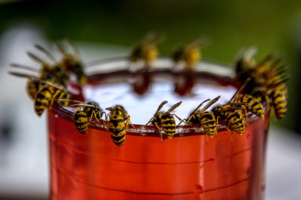 wasps on the rim of a cup