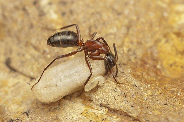 carpenter ant with larvae