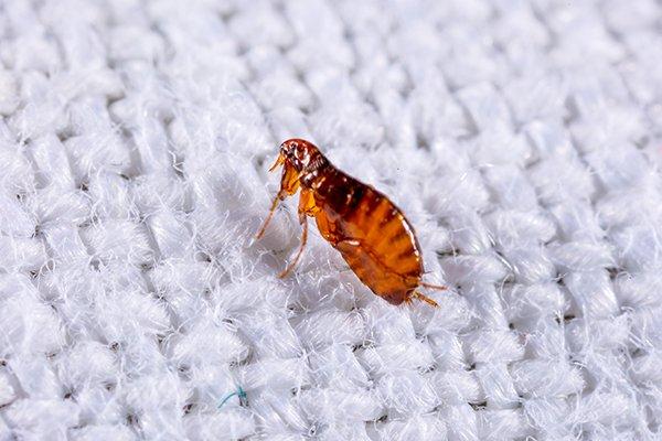 small flea on fabric