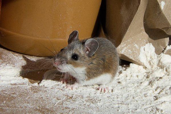 house mouse in flour