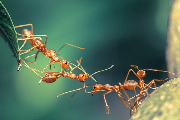 fire ants making a bridge