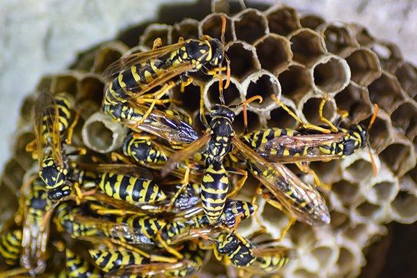 wasps on a nest