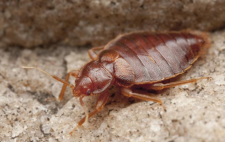 a bed bug on brown gravel