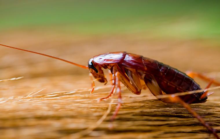 a cockroach in broom bristles