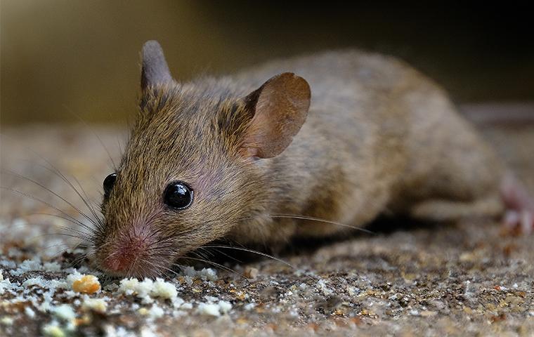 a mouse on brown gravel