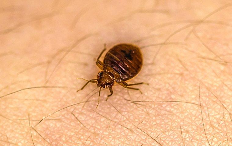 bed bug crawling on human skin