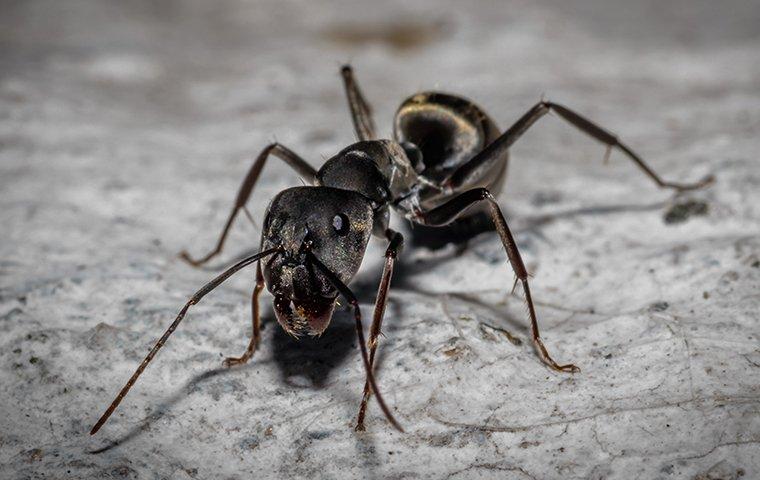 carpenter ants crawling on a counter