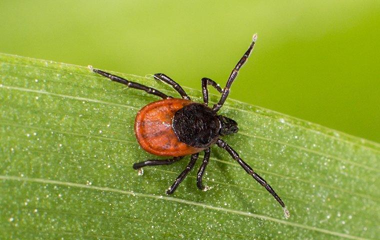 a tick on grass