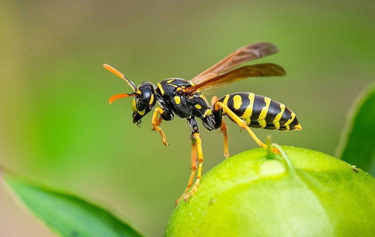 a wasp that landed on a flower bud