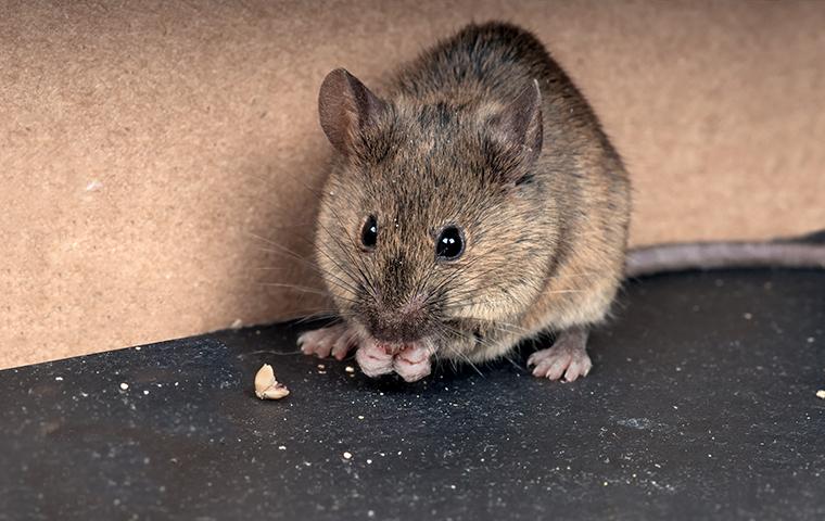 mouse eating crumbs off floor