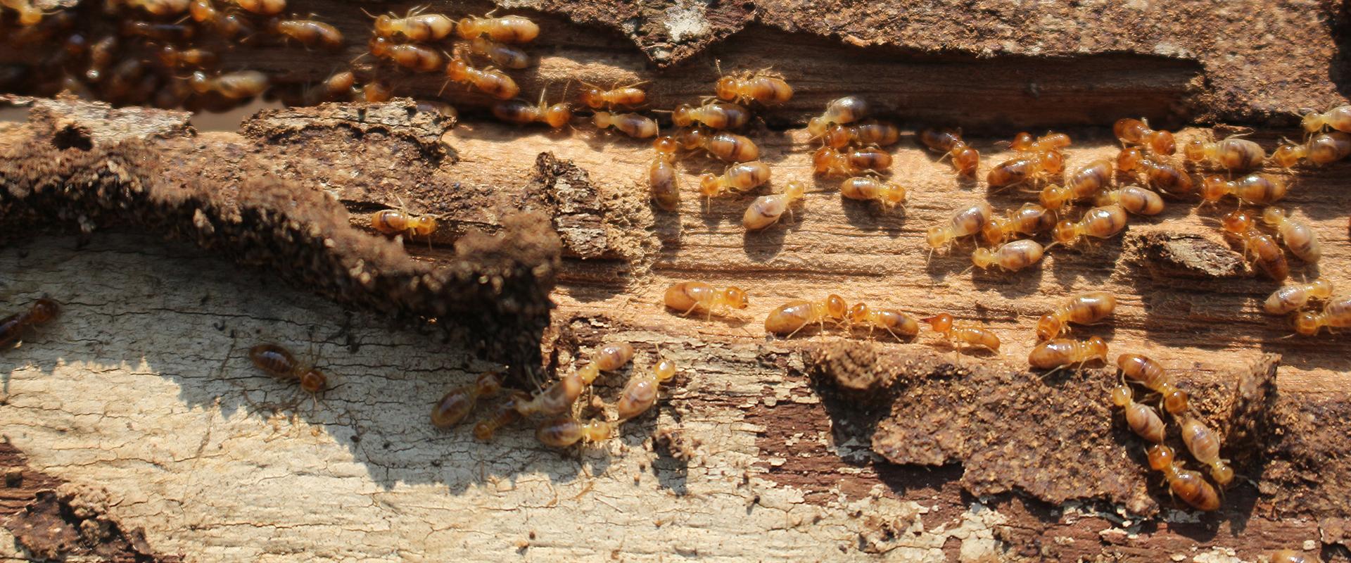 termites on a wooden log