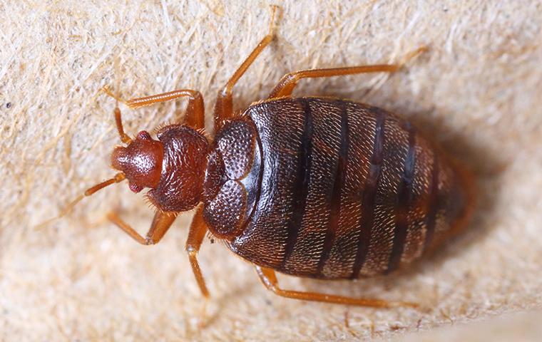 bedbug on mattress box spring