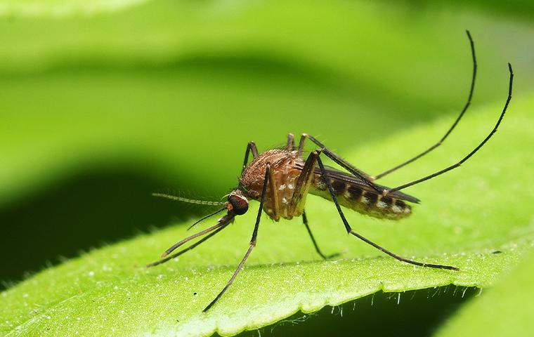 a mosquito on a green leaf