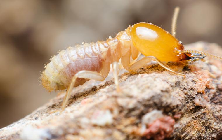 a termite on a piece of wood