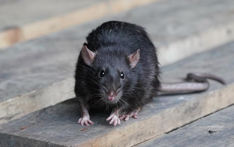a rat sitting on a wooden table