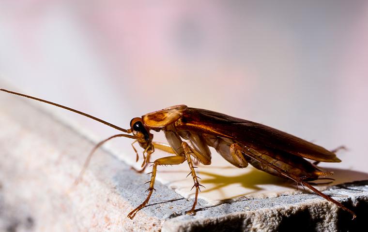 cockroach on wood