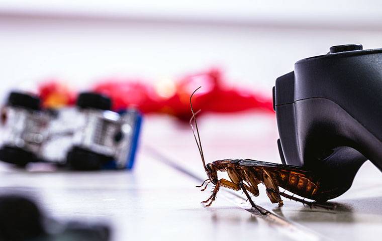 a cockroach on a living room floor