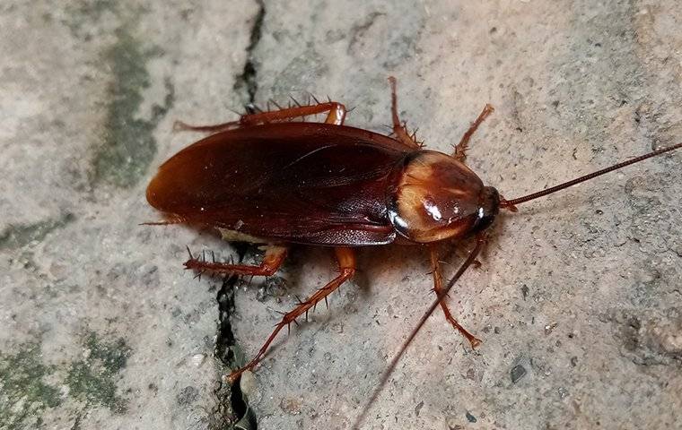 american cockroach on a cement floor