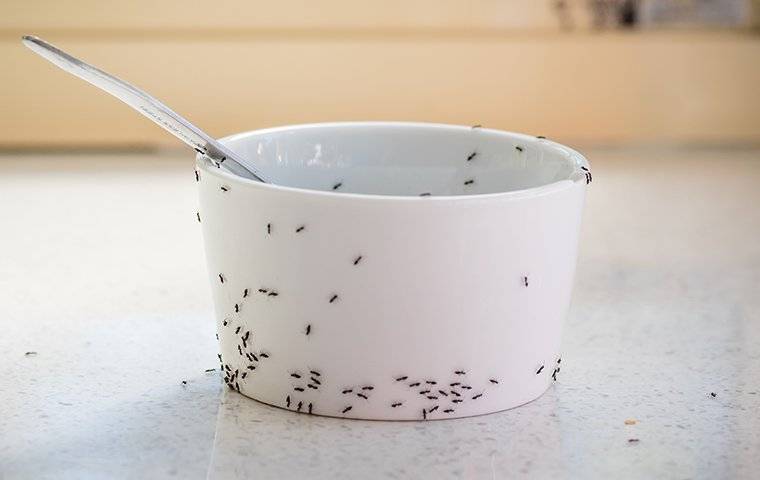 an ant infestation on a bowl in a kitchen