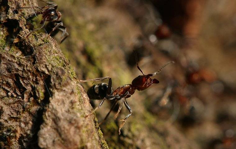 ant on bark of a tree