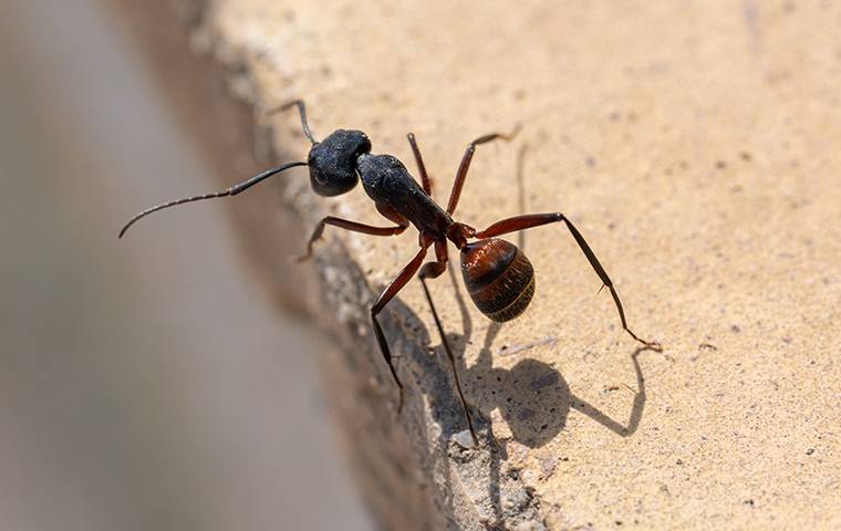 ant on edge of cement block
