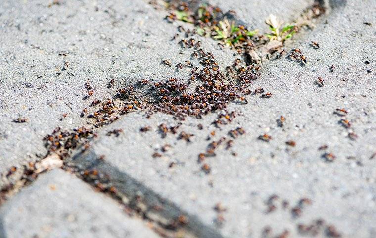 ants crawling on sidewalk