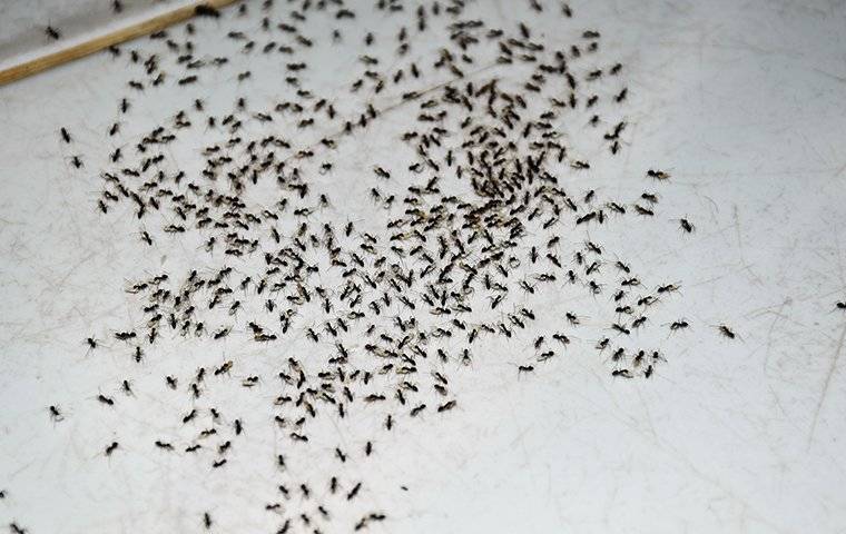 hundreds of ants on a kitchen floor