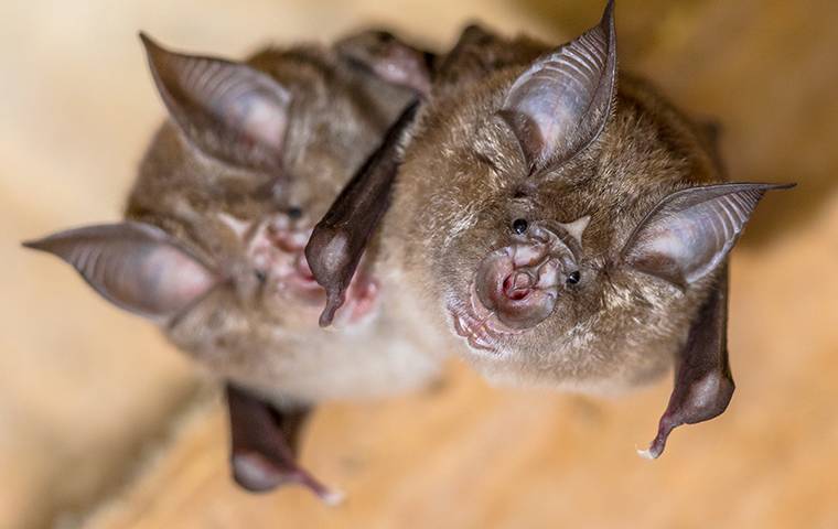 two bats in a house