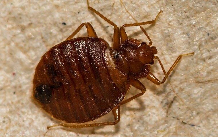 a bed bug infestation in a watertown home