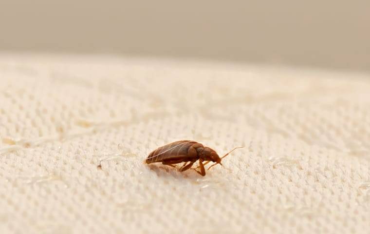 close up of bed bug on mattress