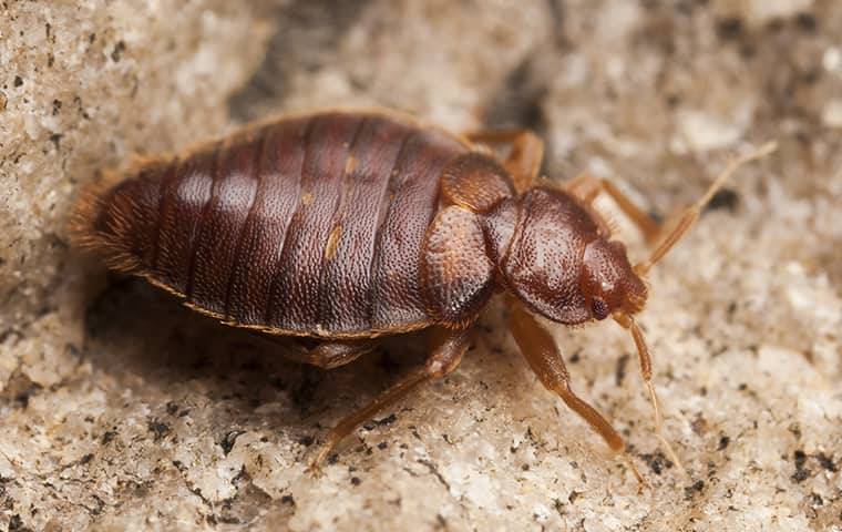 up close image of a bed bug crawling on a kitchen counter