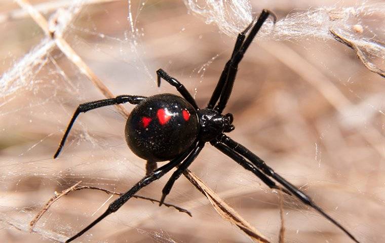 a black widow spider outdoors