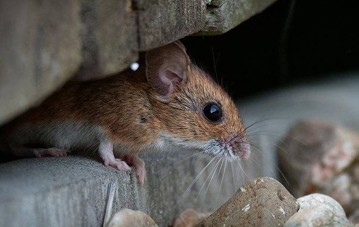 A house mouse under stone.