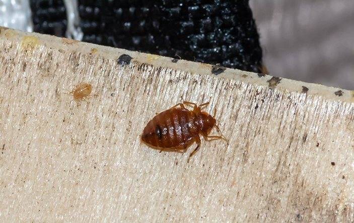 A bed bug on a box spring.