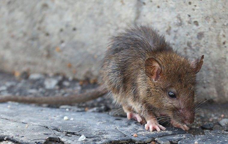 A brown rat outside of a house.