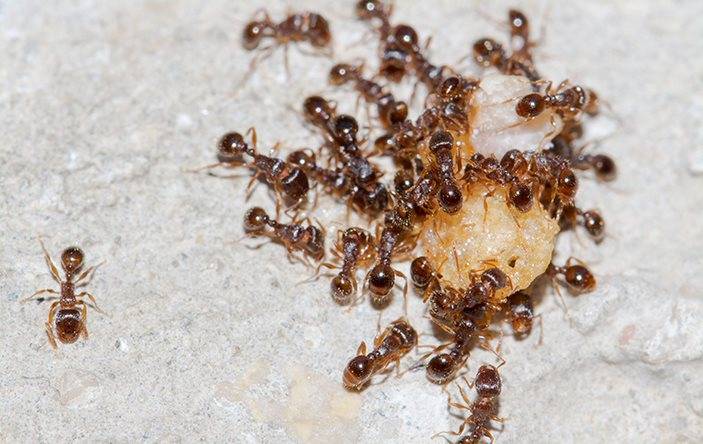 Ants eating a crumb of food.