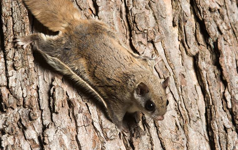a flying squirrel crawling down a tree