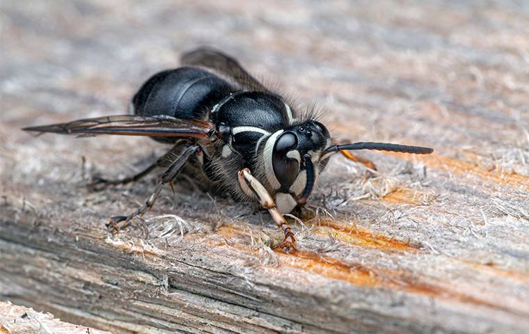 a bald faced hornet chewing on a piece of wood