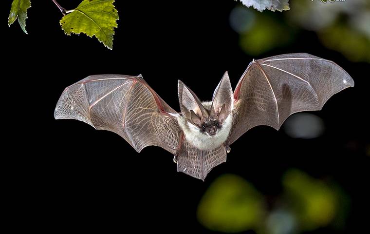 up close image of a bat flying