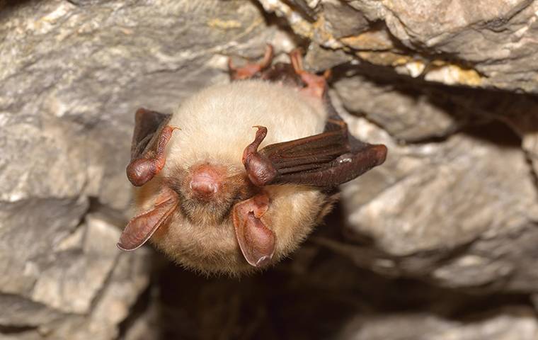 bat hanging in cave